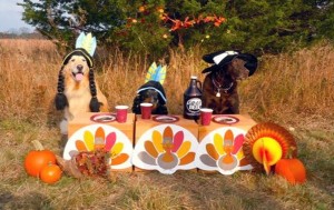 dogs-thanksgiving