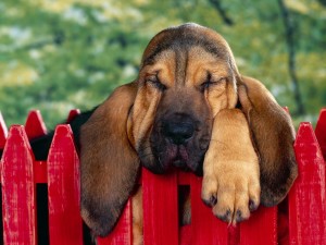 desktop-with-dogs-bloodhound-puppy